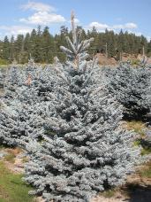 Colorado Spruce